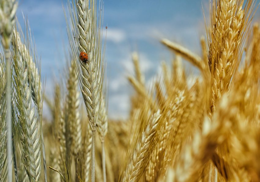 cornfield-195642_1280